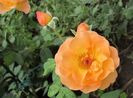 Lady Emma Hamilton