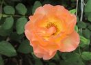 Lady Emma Hamilton