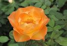 Lady Emma Hamilton