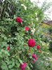 Munstead Wood si Eden Rose