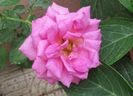 village-de-saint-yrieix rose