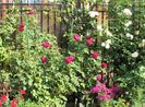14 aug,Munstead Wood si Eden Rose