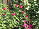 Munstead Wood si Eden Rose