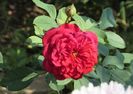 lami-des-jardins(Guillot)