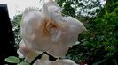 DSC01847