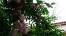 DSC01855
