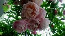 DSC01856