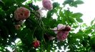 DSC01857