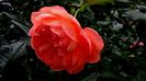 DSC01868