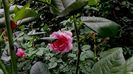 DSC01873