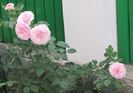 Gartentraume