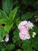 DSC04681