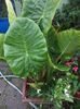 DSC04684