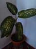 dieffenbachia picta 12.08.2015