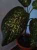 dieffenbachia picta 12.08.2015