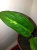 dieffenbachia compacta-12.08.2015