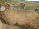 Picture 117