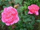 DSC01694