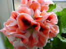 DSC01711