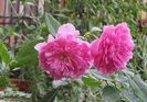 18 aug, Harlow Carr