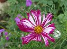 18 aug, cosmos