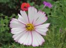 cosmos