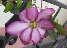 clematis Betty Risdon