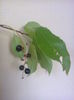 prunus serotina
