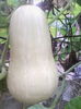 dovleac butternut