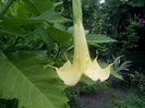 Brugmansia