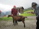 Alpinuca frumoasa