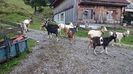 Capre libere