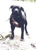 Tuffy - bunica de mama a  lui Frisco