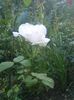 Picture 020