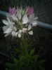 Picture 066