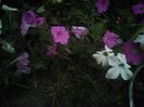 Picture 067