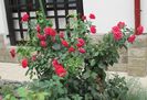 Out of Rosenheim