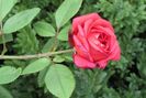 lami-des-jardins(Guillot)