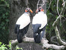 King Vulture