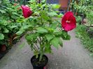 IMG_20150822_175046