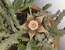 Orbea (stapelia) variegata