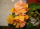 DSC03041