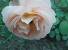 Lady Emma Hamilton