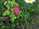 Sophy,s Rose