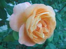 Lady Emma Hamilton
