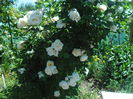 Uetersener Klosterrose