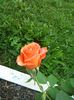 IMG_20150823_172952