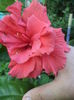 DSC04701