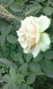 IMG_20150813_174805