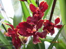 Odontoglossum Massai Red 2015.08.23